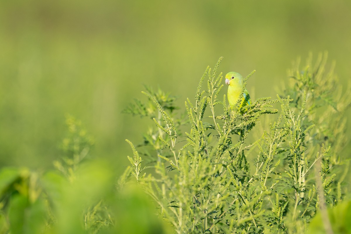 Yellow-headed Caracara - ML644920804