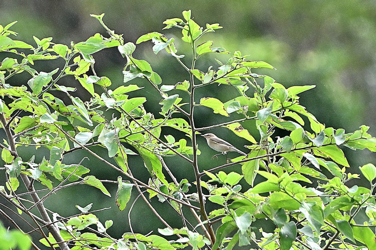 Txio arrunta - ML644920806