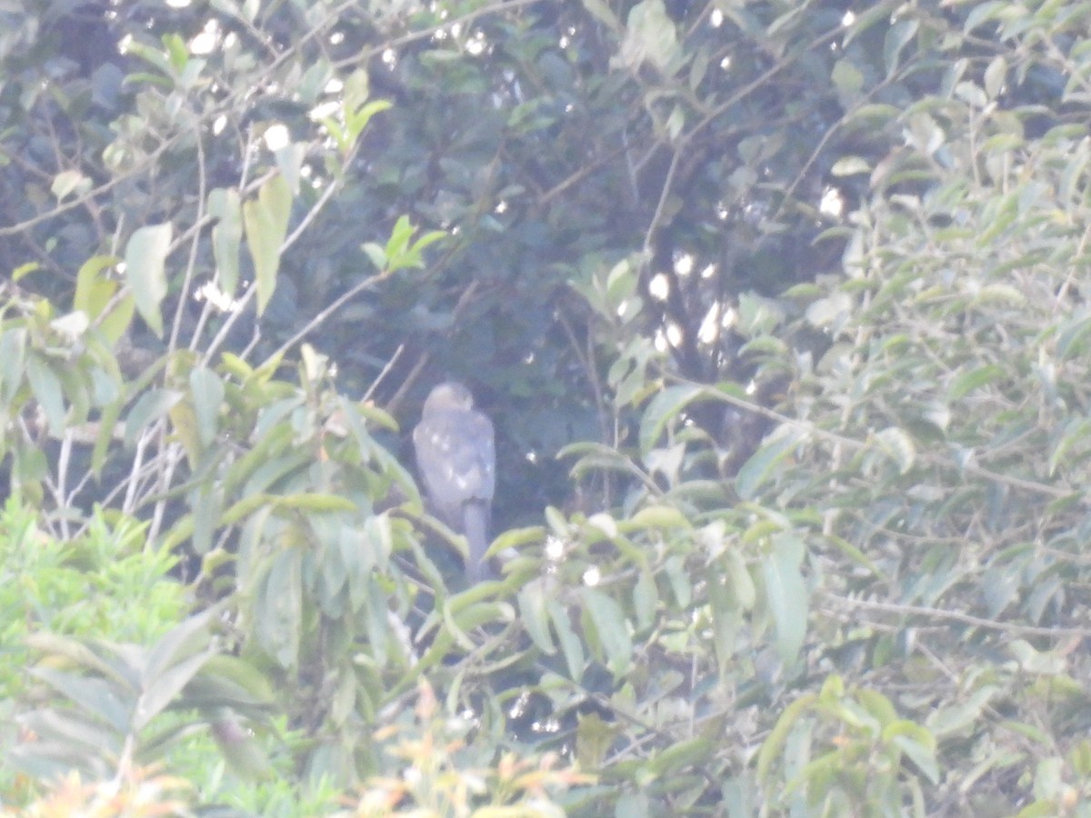 Shikra gabiraia - ML644920813