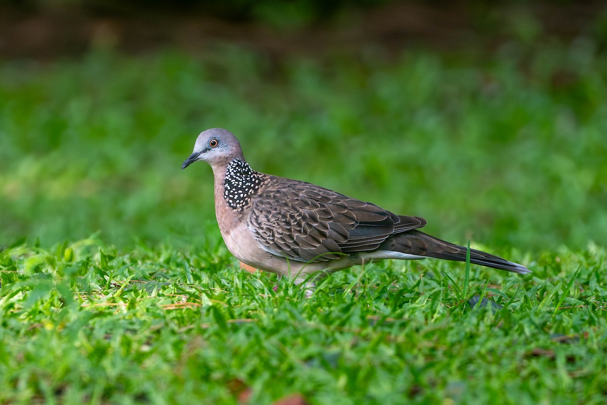 Spotted Dove - ML644920815
