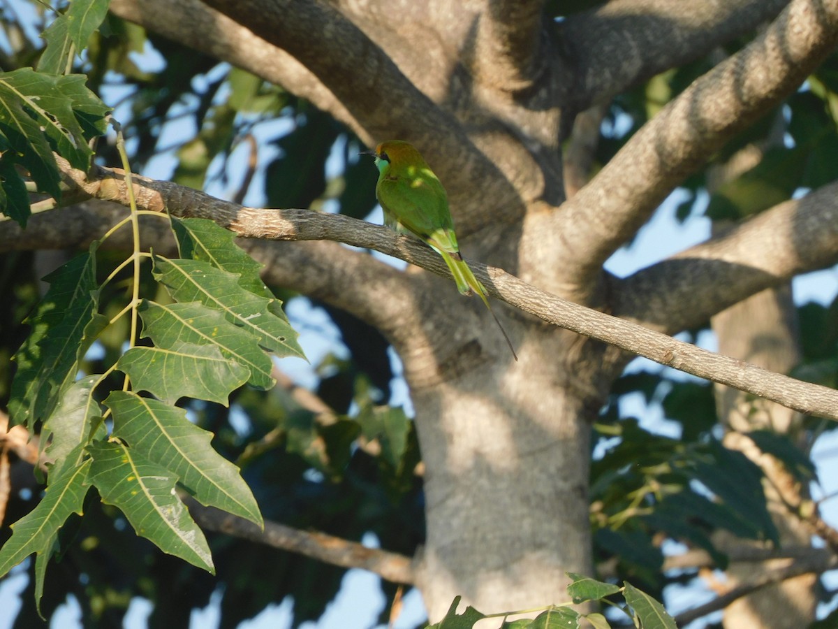 Erle-txori berde asiarra - ML644920816