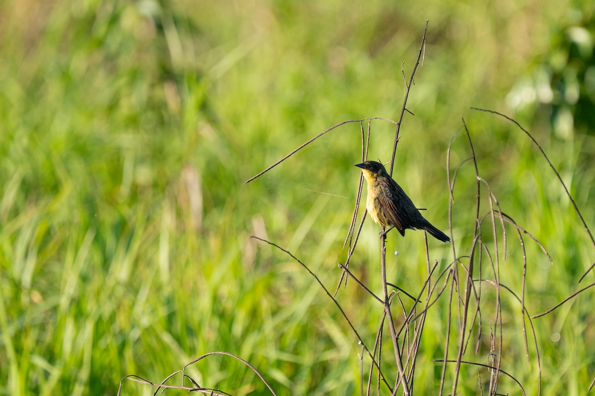 Unicolored Blackbird - ML644920817
