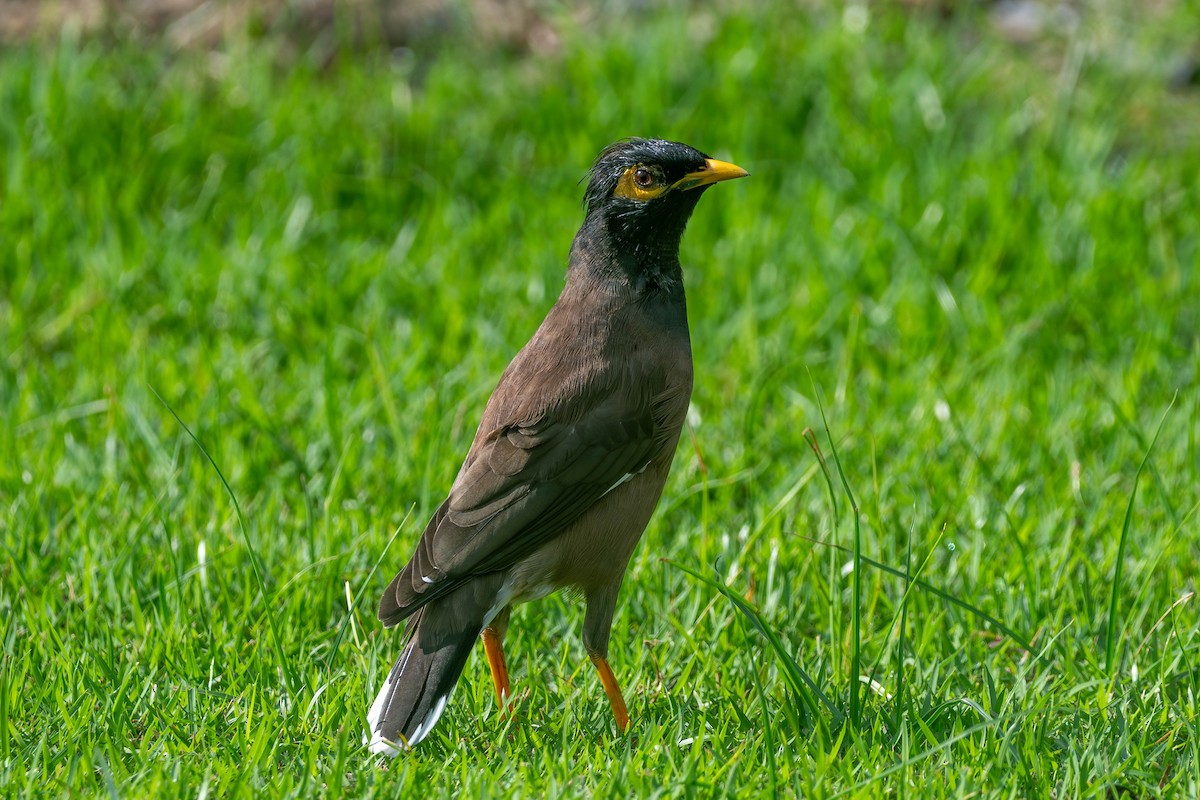 Hartxori tristea - ML644920825