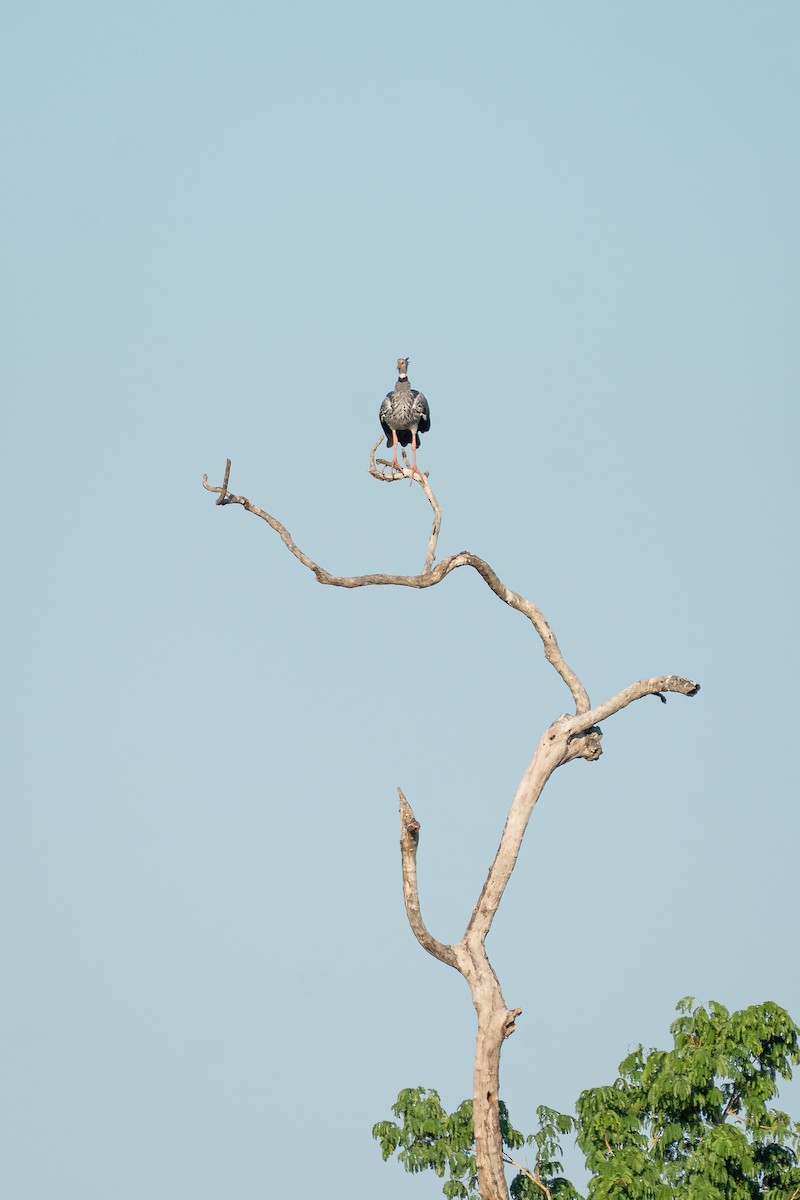 Oihulari lepokoduna - ML644920827