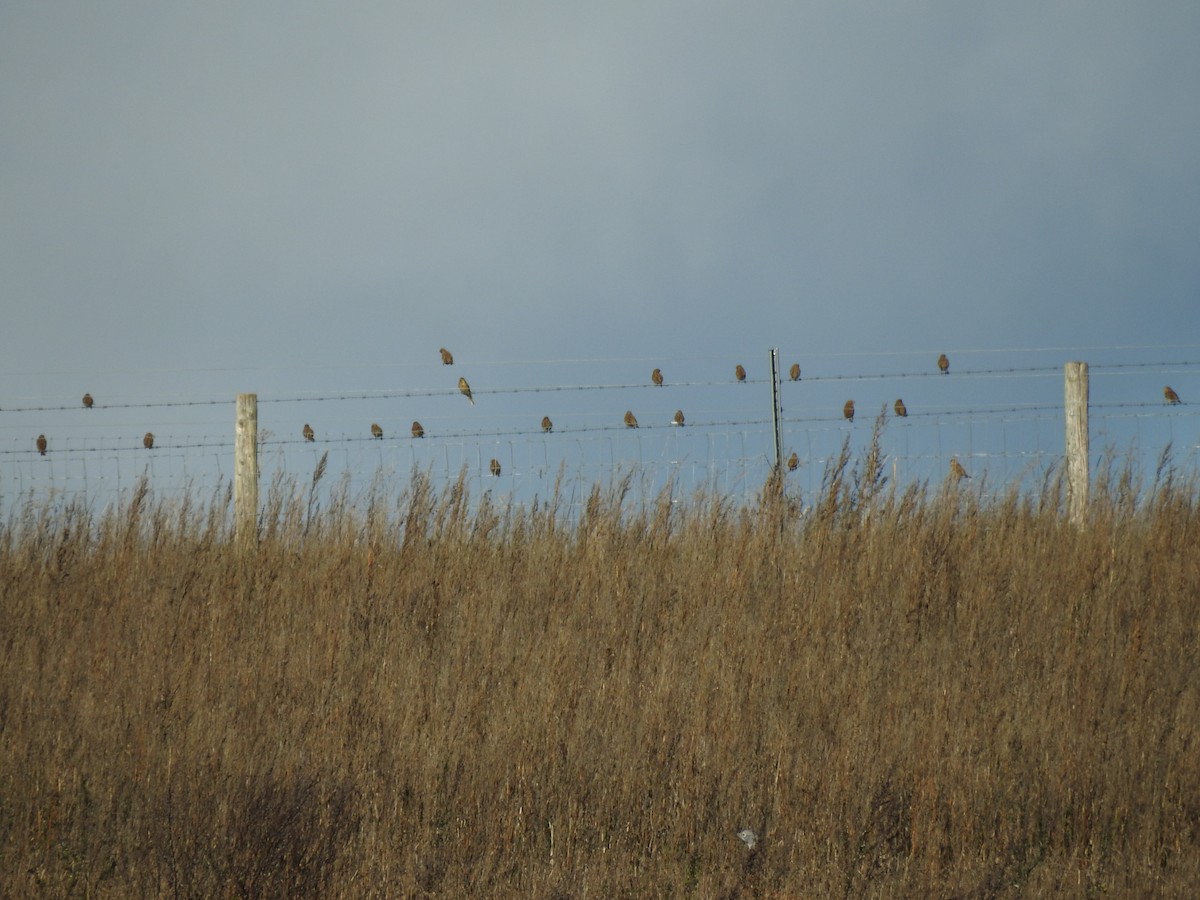 Gari-berdantza - ML644920829