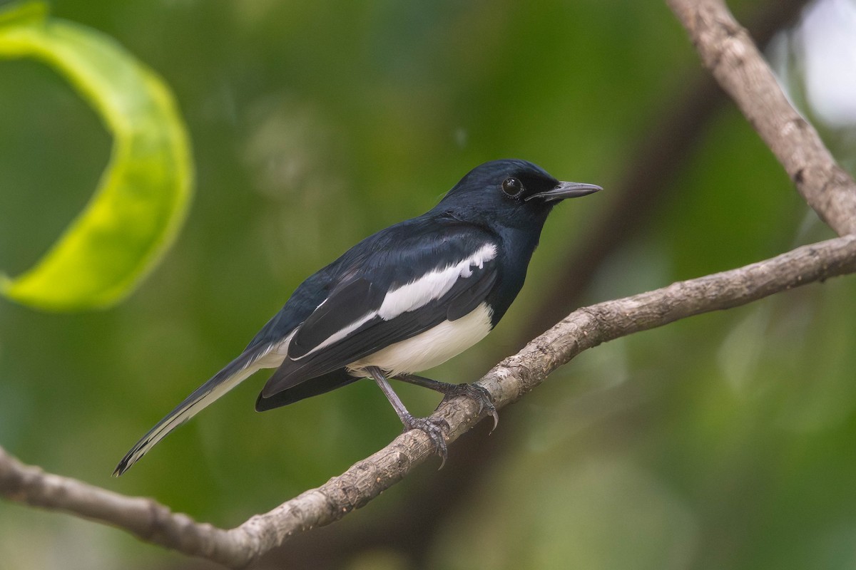 Oriental Magpie-Robin - ML644920830