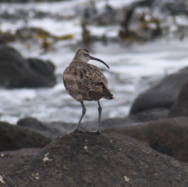 Hudsonian Whimbrel - ML644920835