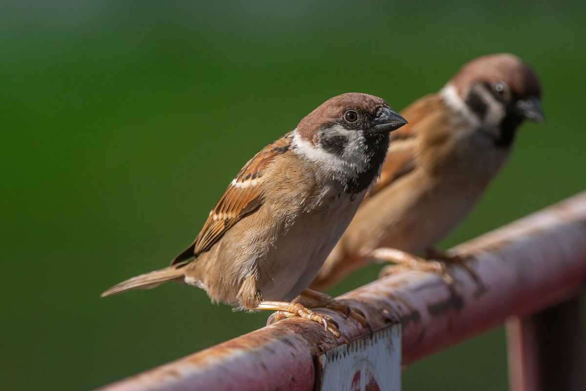 Landa-txolarrea - ML644920838