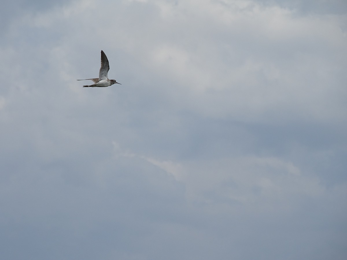 Urmael-kuliska - ML644920839