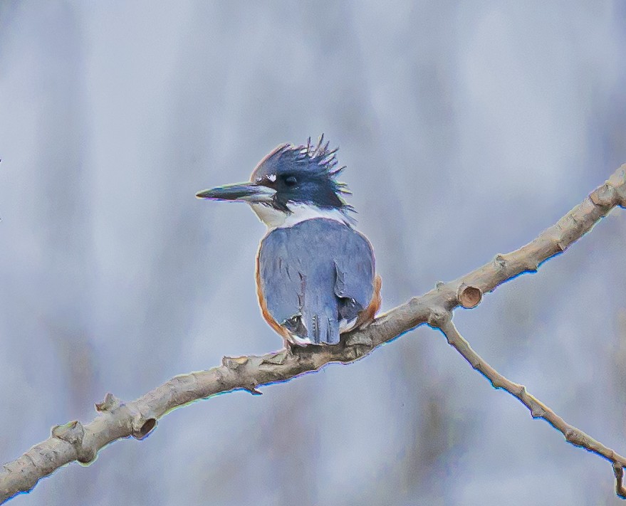 Martin handi iparramerikarra - ML644920840