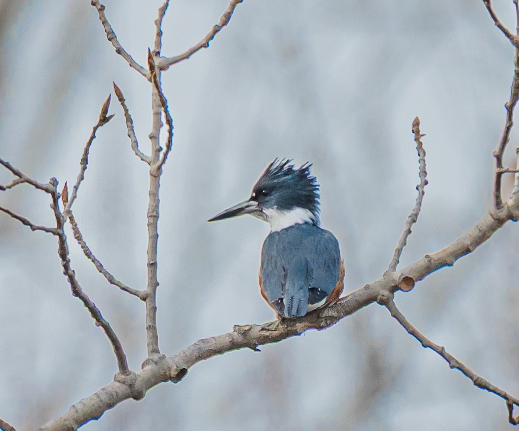 Martin handi iparramerikarra - ML644920841