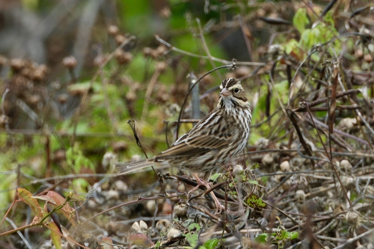 Savannah Sparrow - ML644920842