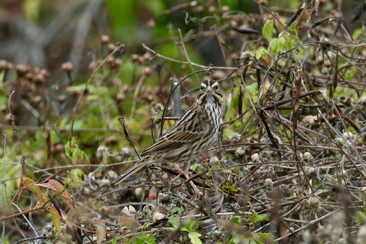 Savannah Sparrow - ML644920843