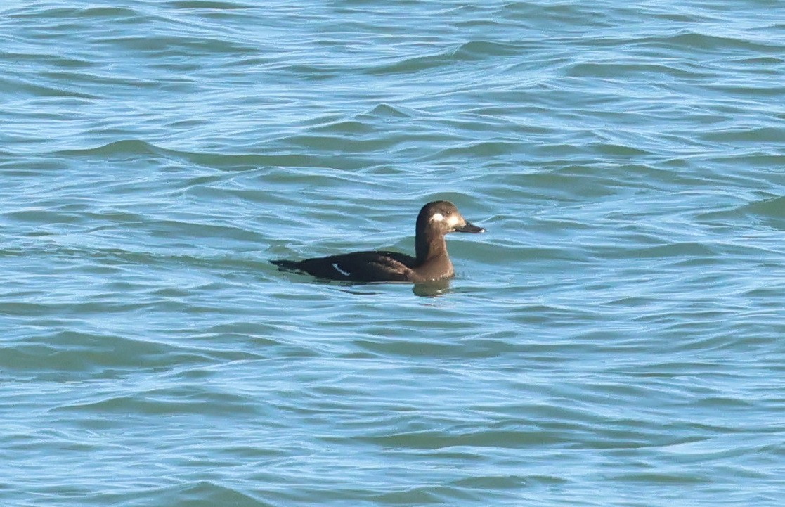 Ahatebeltz hegalzuri europarra - ML644920853