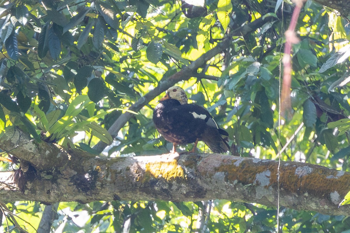 pižmovka bělokřídlá - ML644920859