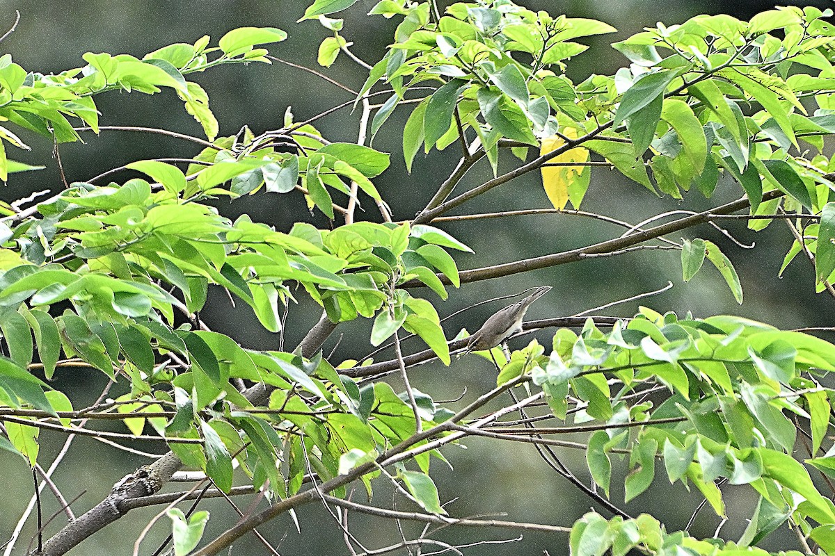 Common Chiffchaff - ML644920867