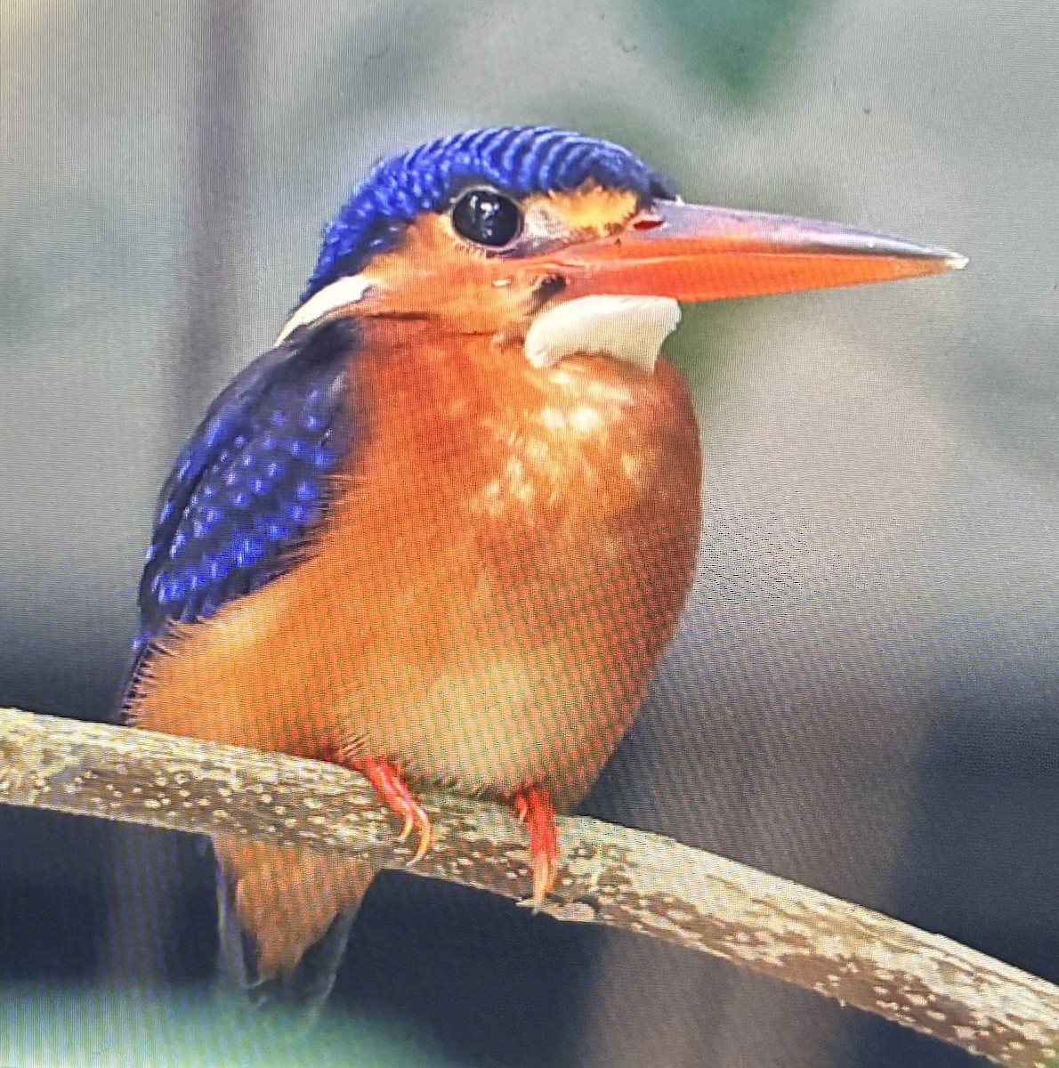 lakmusisfugl - ML644920906