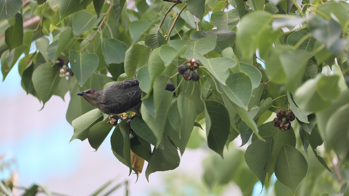 Stourne bronzé - ML644920915