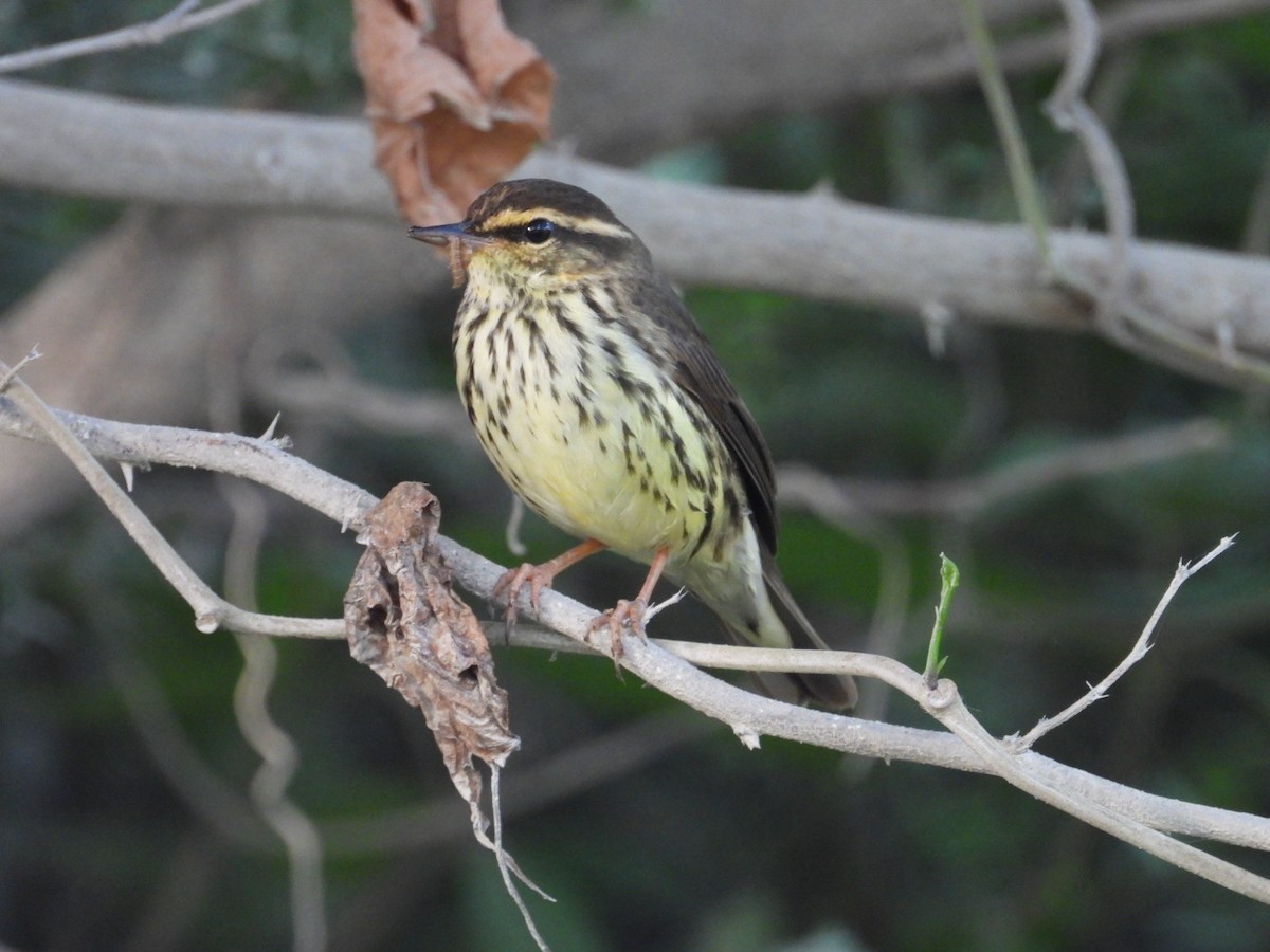 Northern Waterthrush - ML644920938