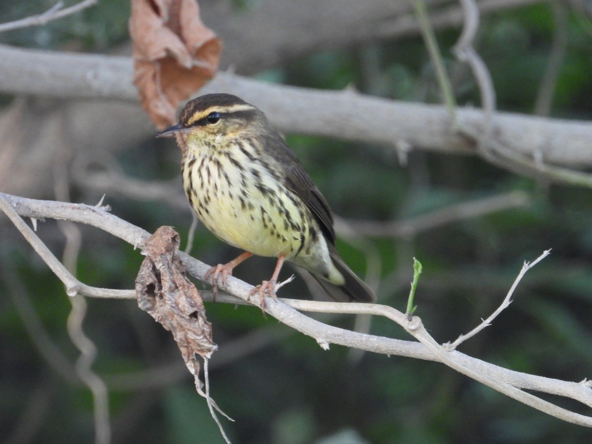 Northern Waterthrush - ML644920939