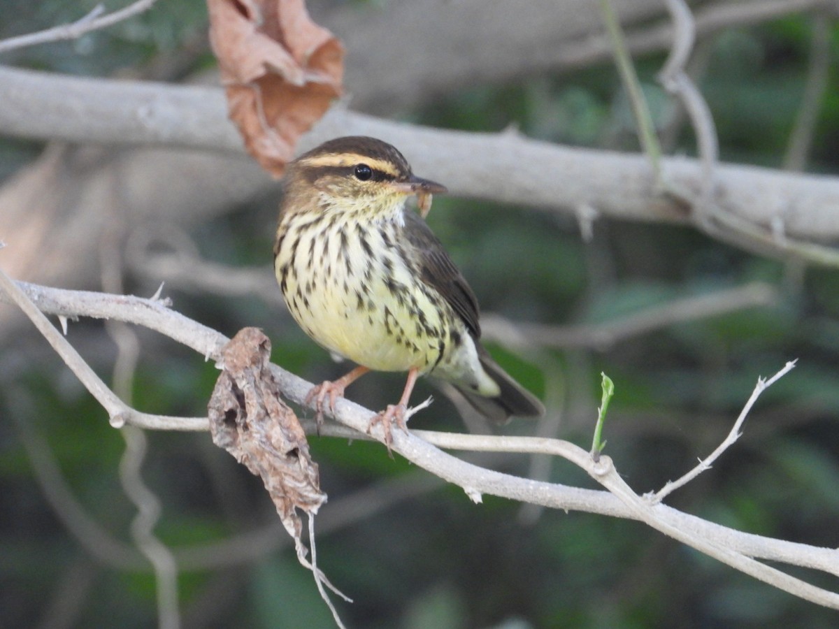 Northern Waterthrush - ML644920940