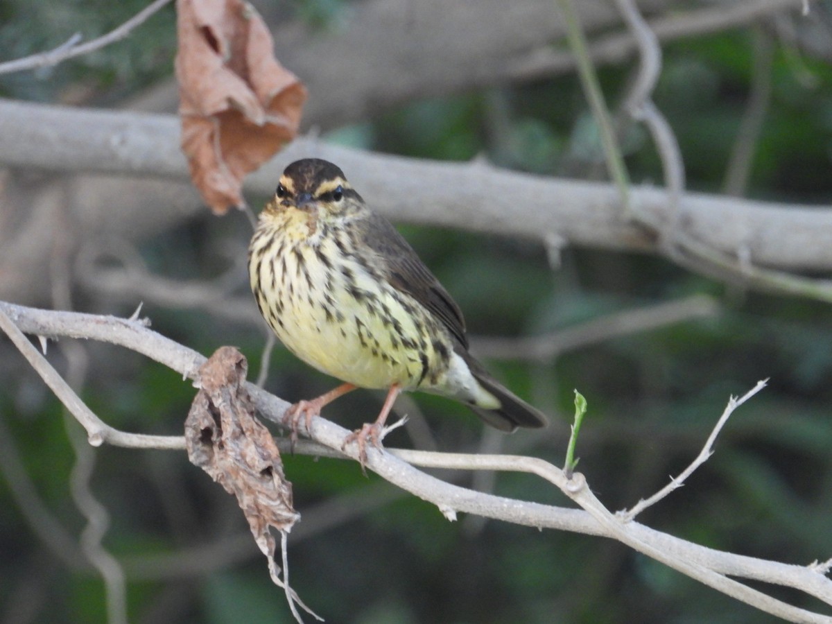 Northern Waterthrush - ML644920941