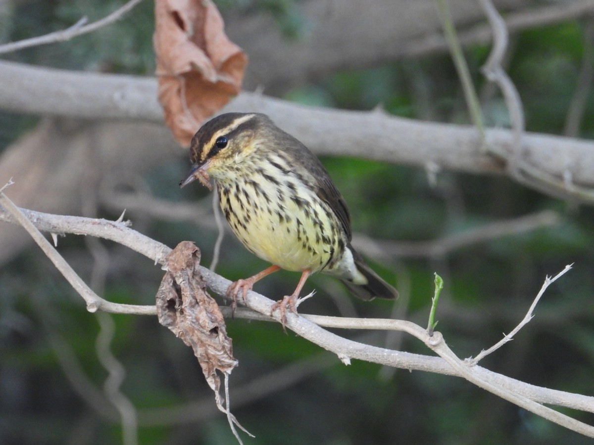 Northern Waterthrush - ML644920942