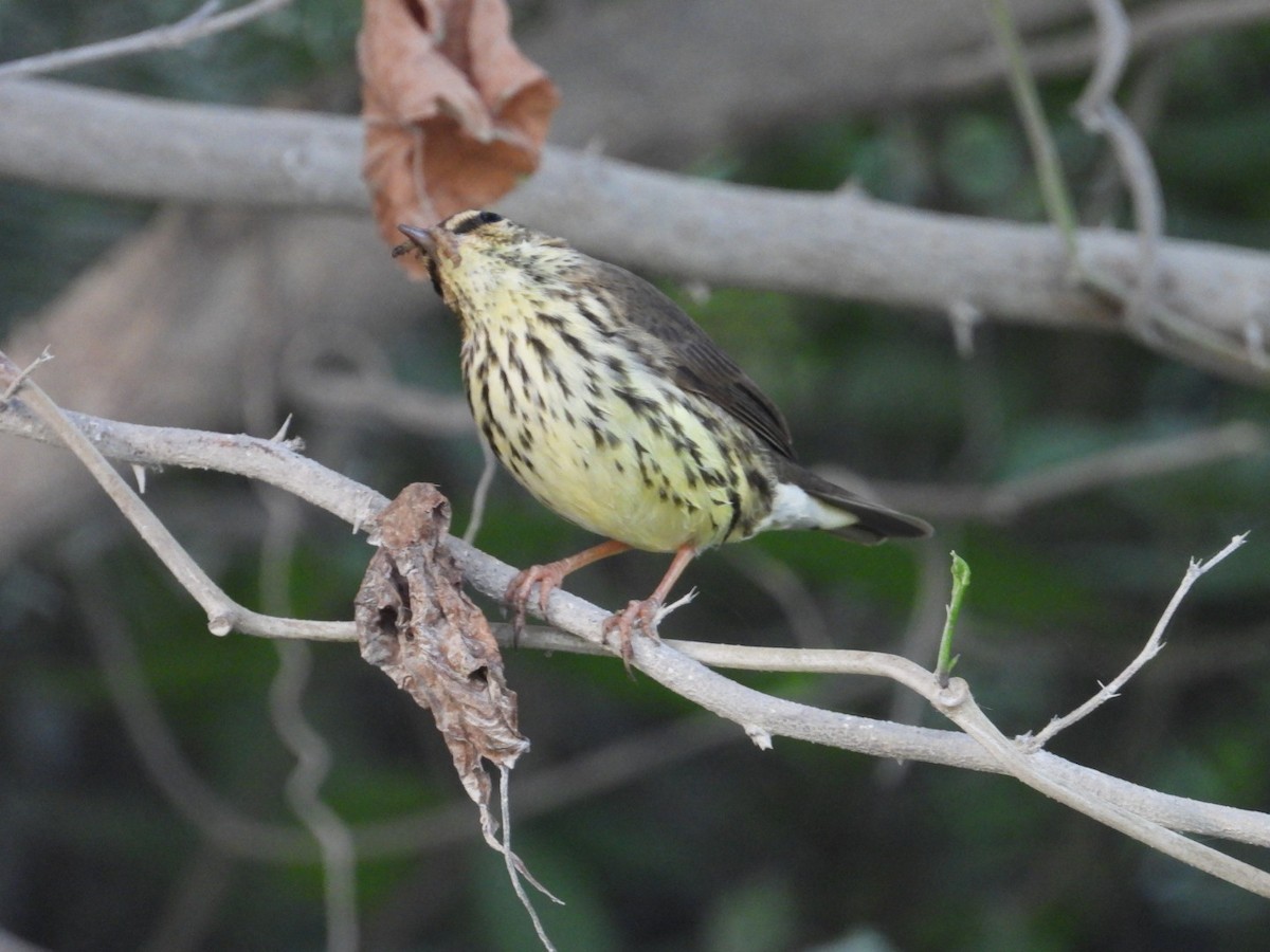 Northern Waterthrush - ML644920943