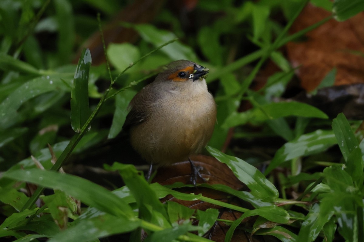 Common Waxbill - ML644920965