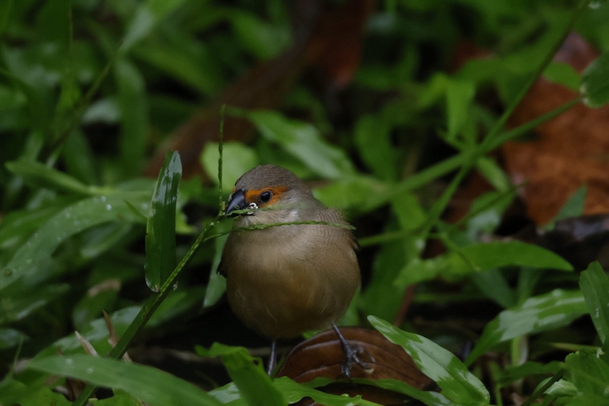 Common Waxbill - ML644920966