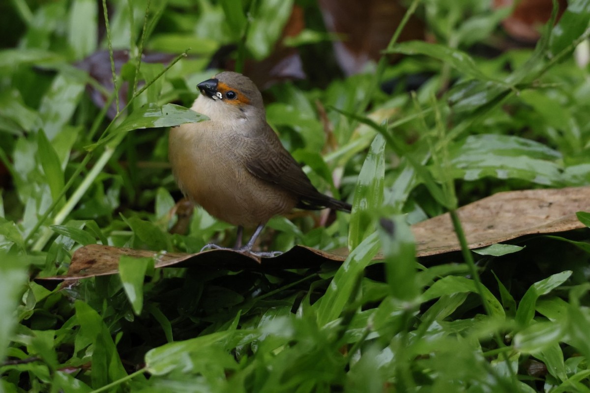 Common Waxbill - ML644920967