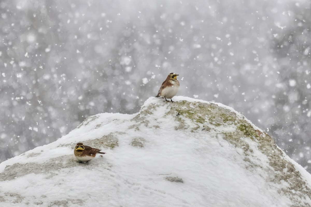 Horned Lark - ML644920972