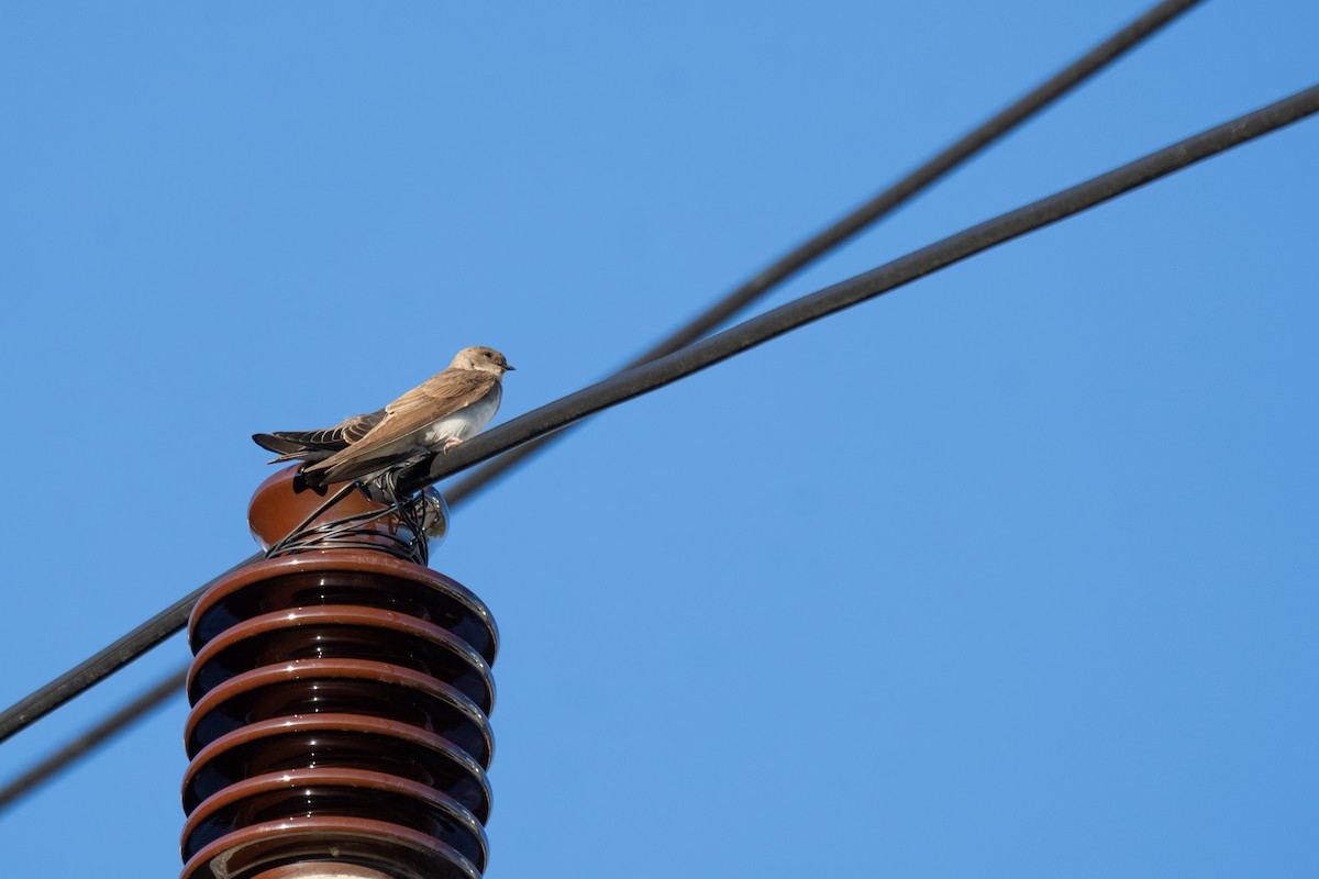 Ластівка бліда - ML644920973