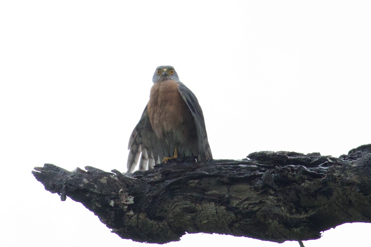 African Goshawk - ML644920985