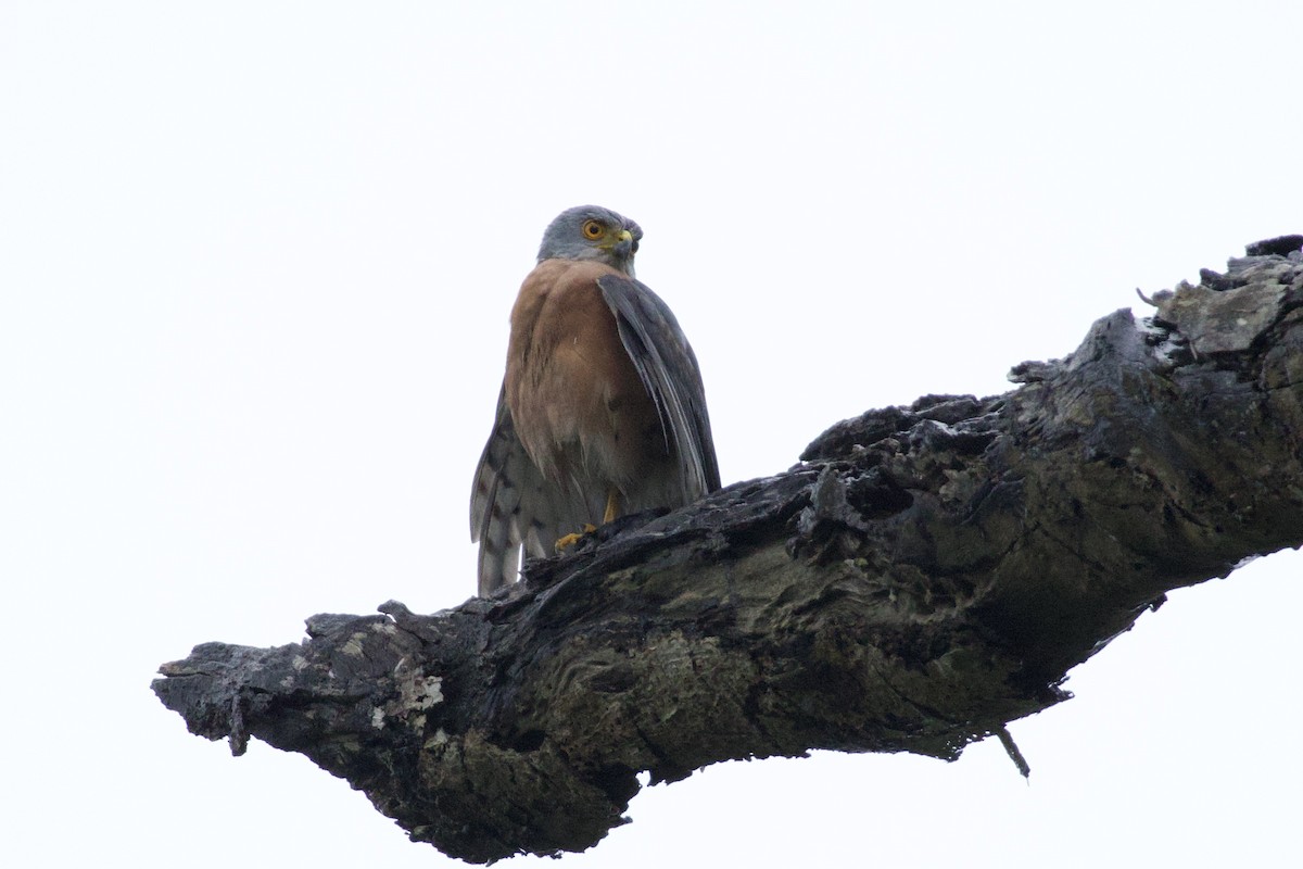 African Goshawk - ML644920986