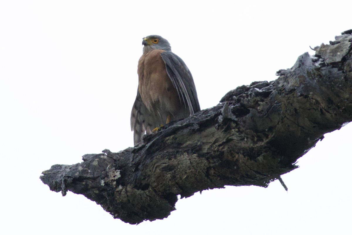 African Goshawk - ML644920987