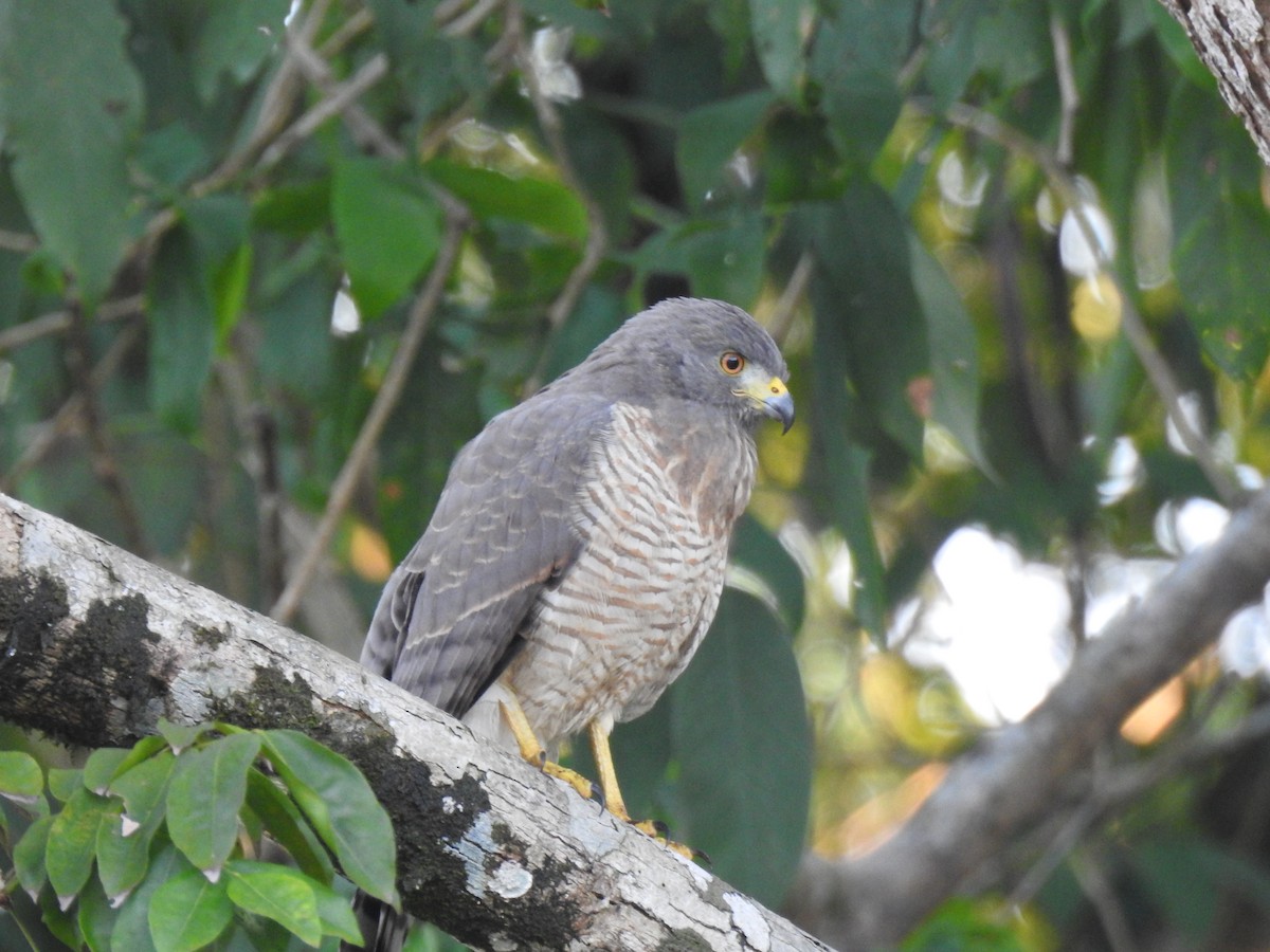 káně krahujová - ML644920993