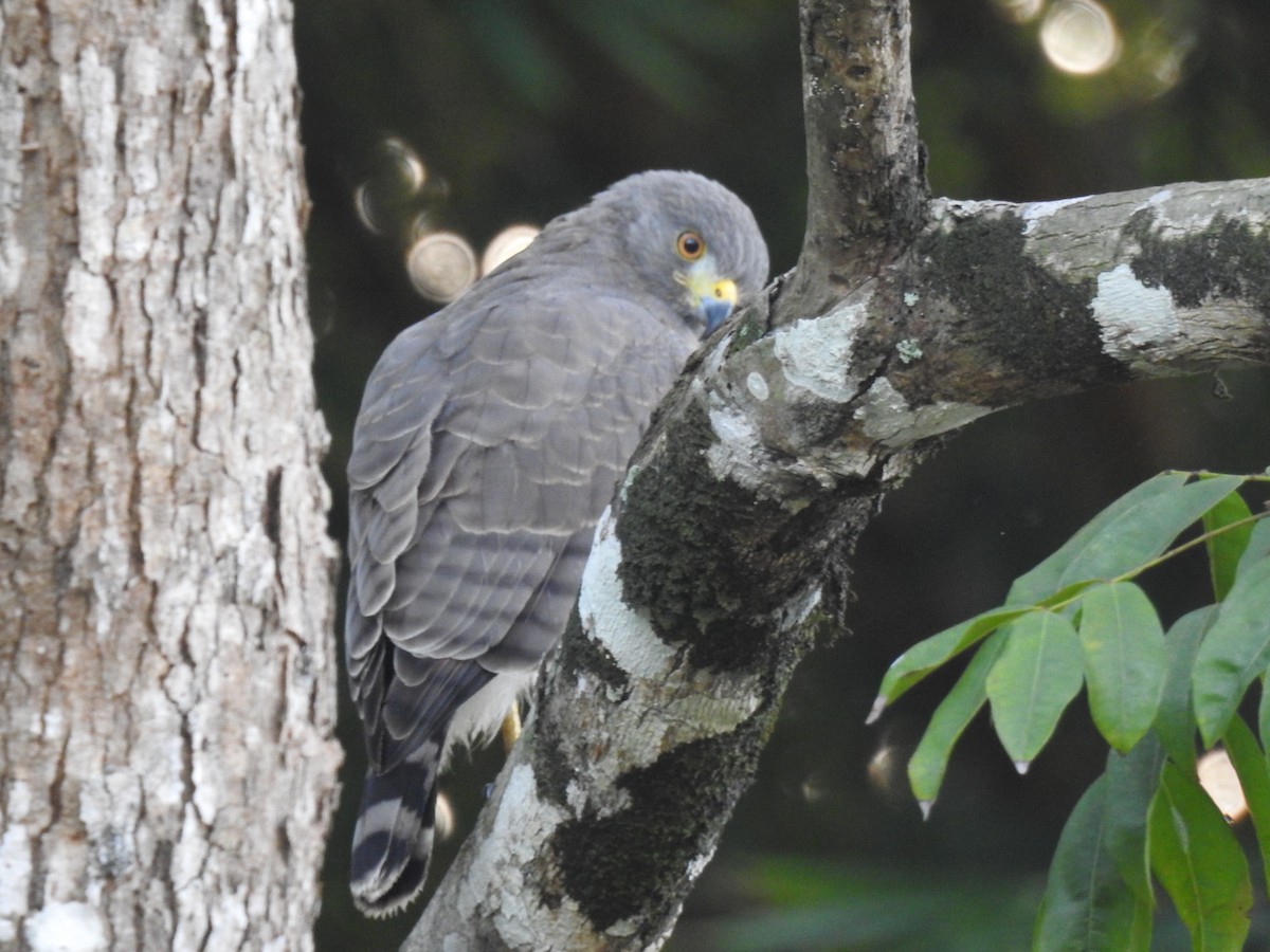 káně krahujová - ML644920996