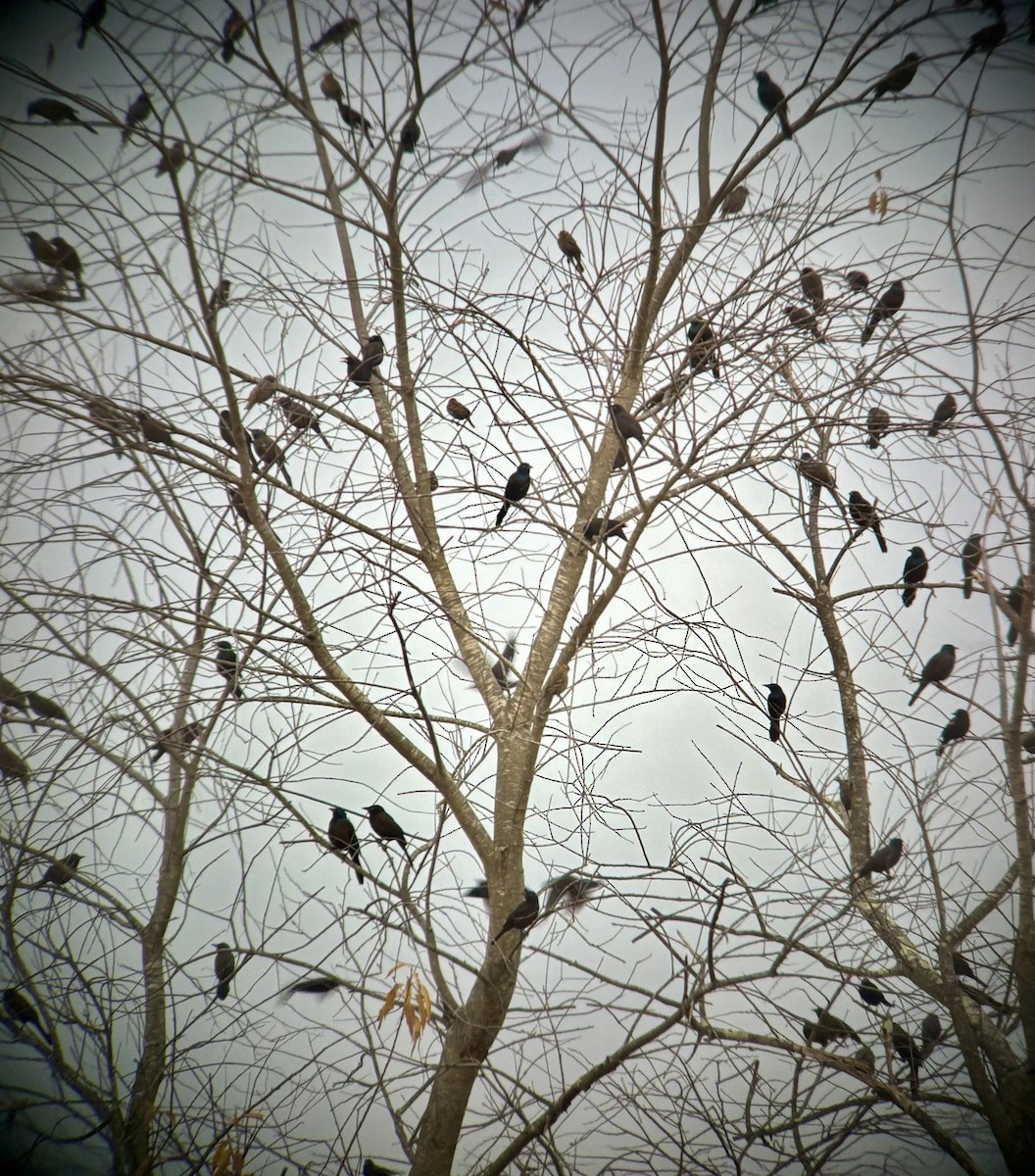 Common Grackle - ML644921015