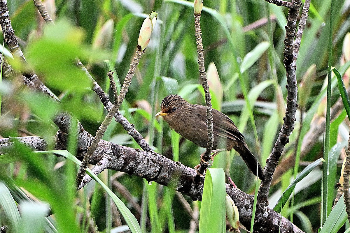 Taiwan Hwamei - ML644921025