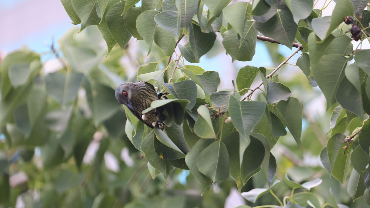 Stourne bronzé - ML644921055
