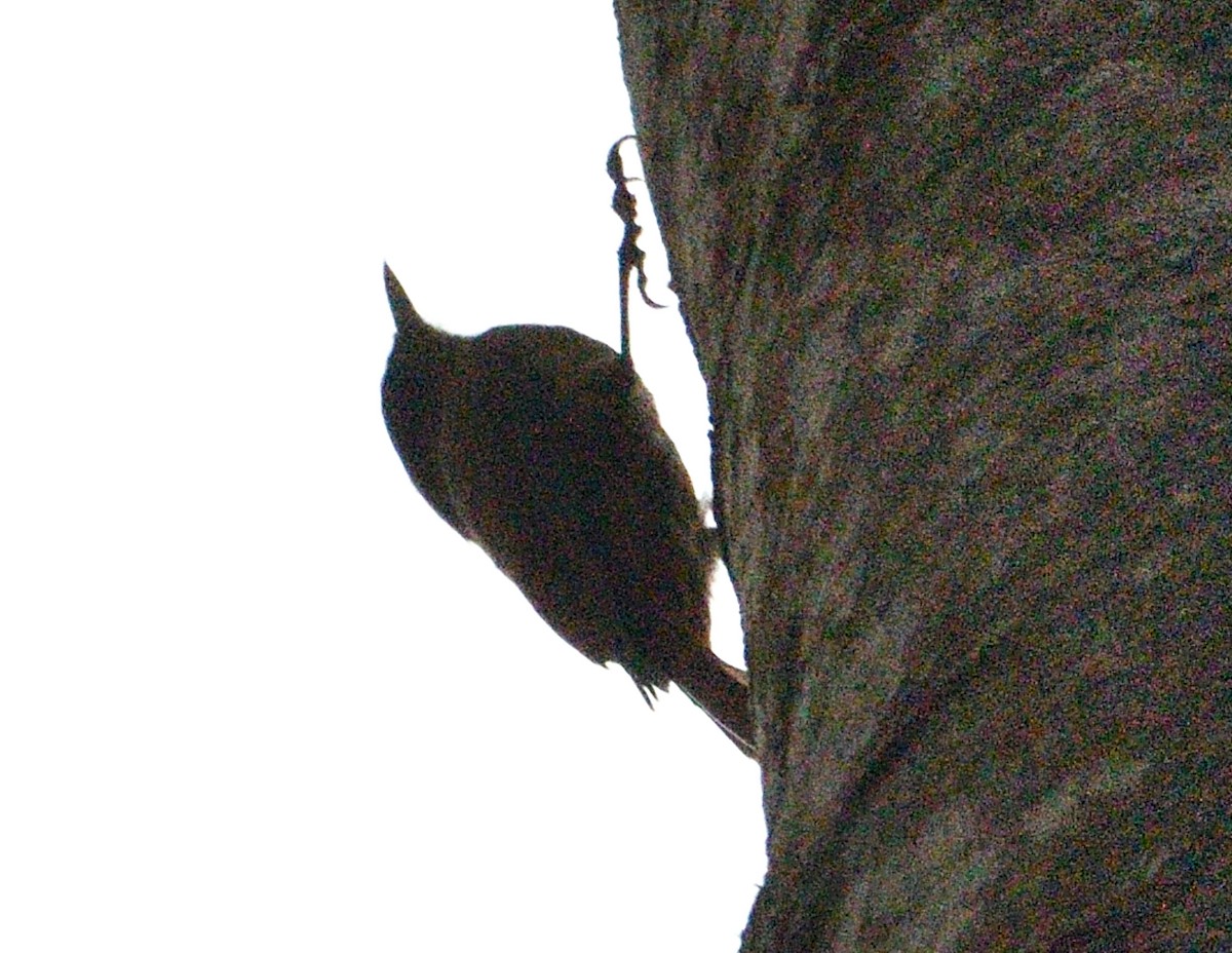 Olivaceous Woodcreeper - ML644921067