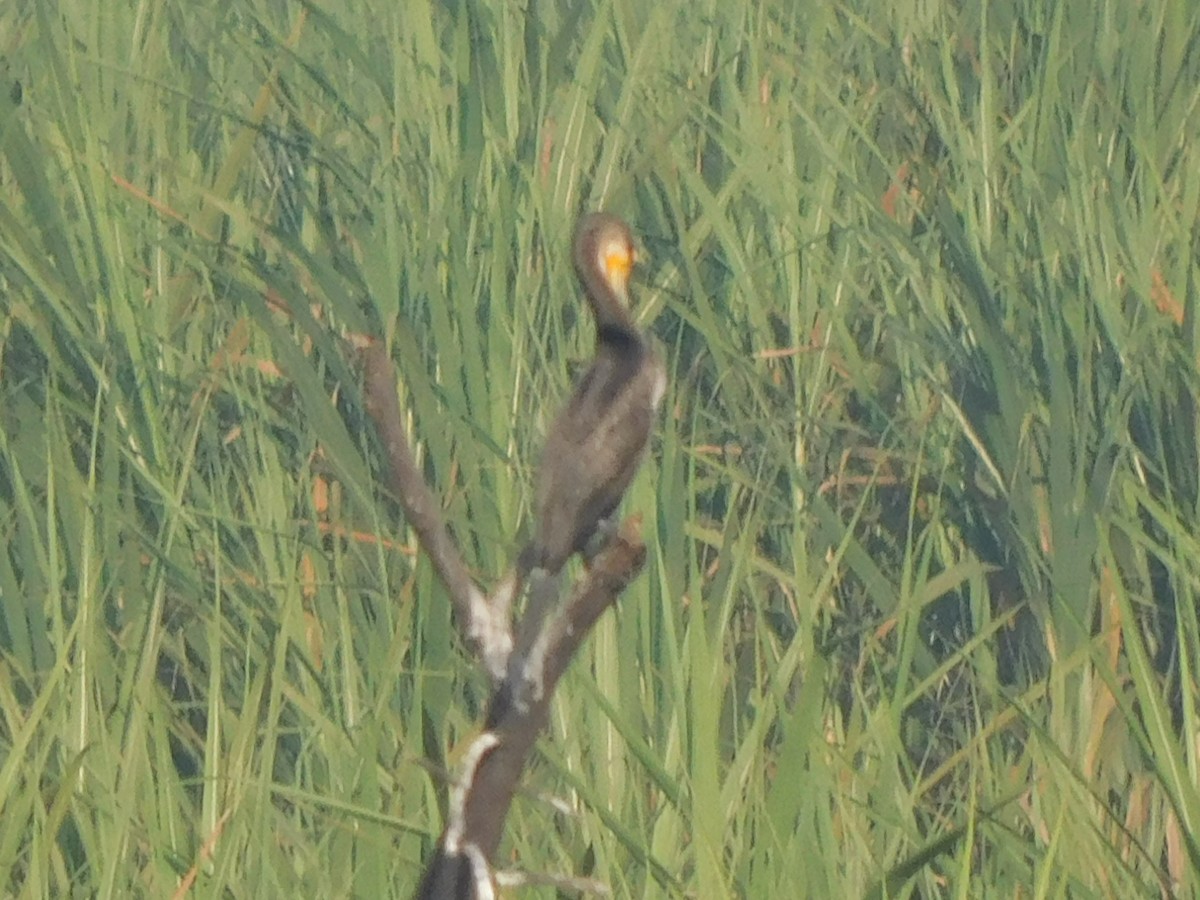 Doğu Yılanboyunu - ML644921132