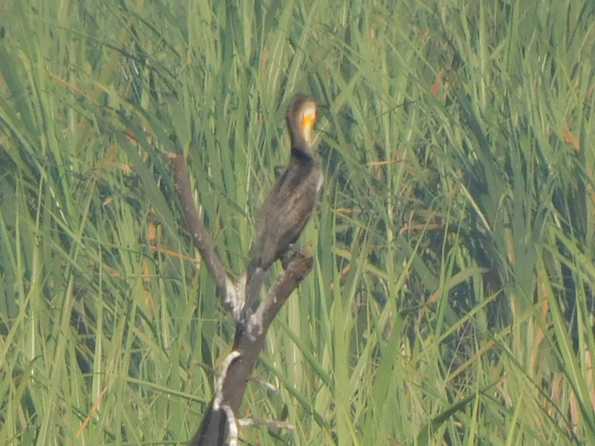 Doğu Yılanboyunu - ML644921133