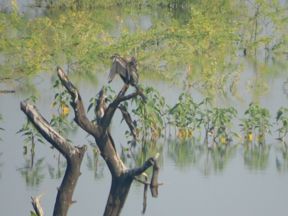 Doğu Yılanboyunu - ML644921134