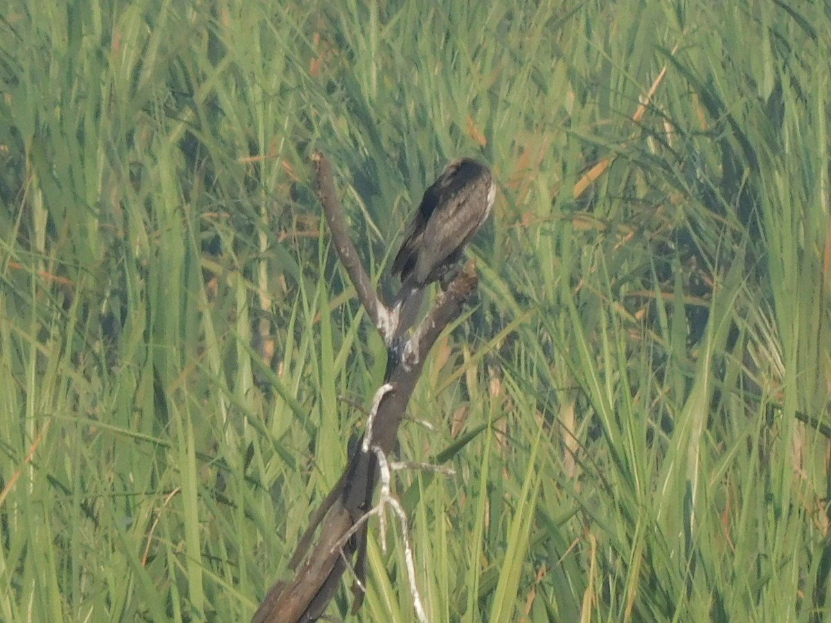 Doğu Yılanboyunu - ML644921135