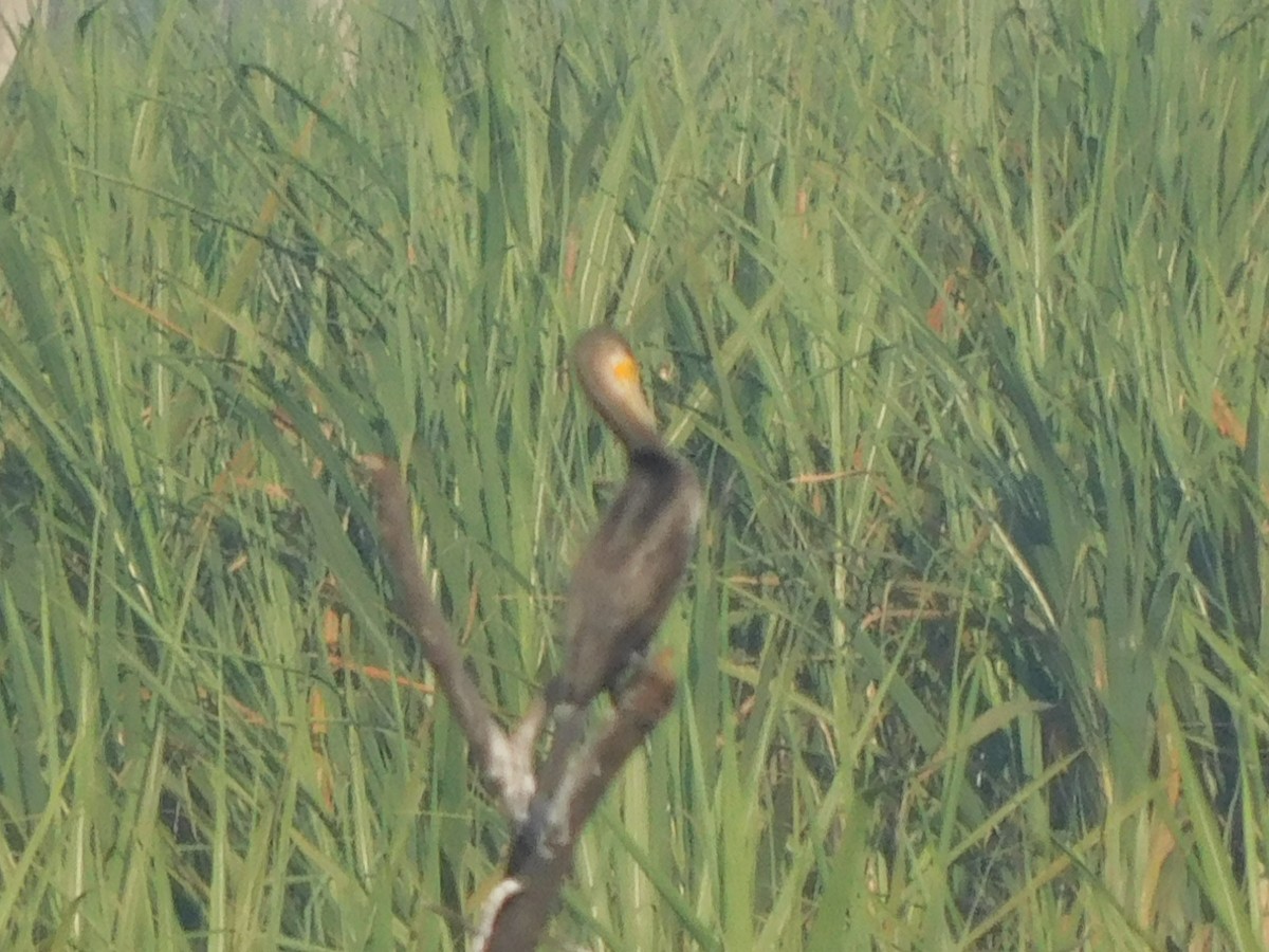 Doğu Yılanboyunu - ML644921136