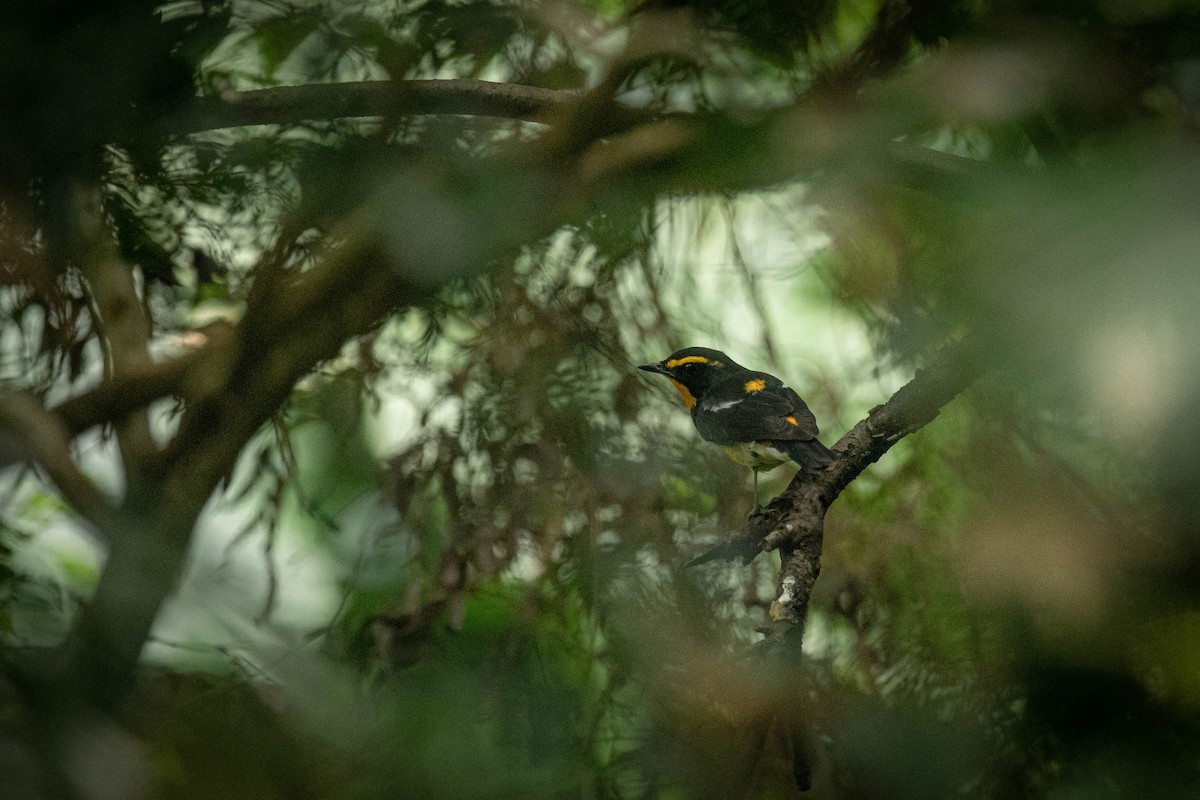 Narzissenschnäpper - ML644921155