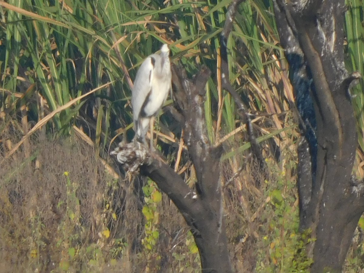 Gray Heron - ML644921168