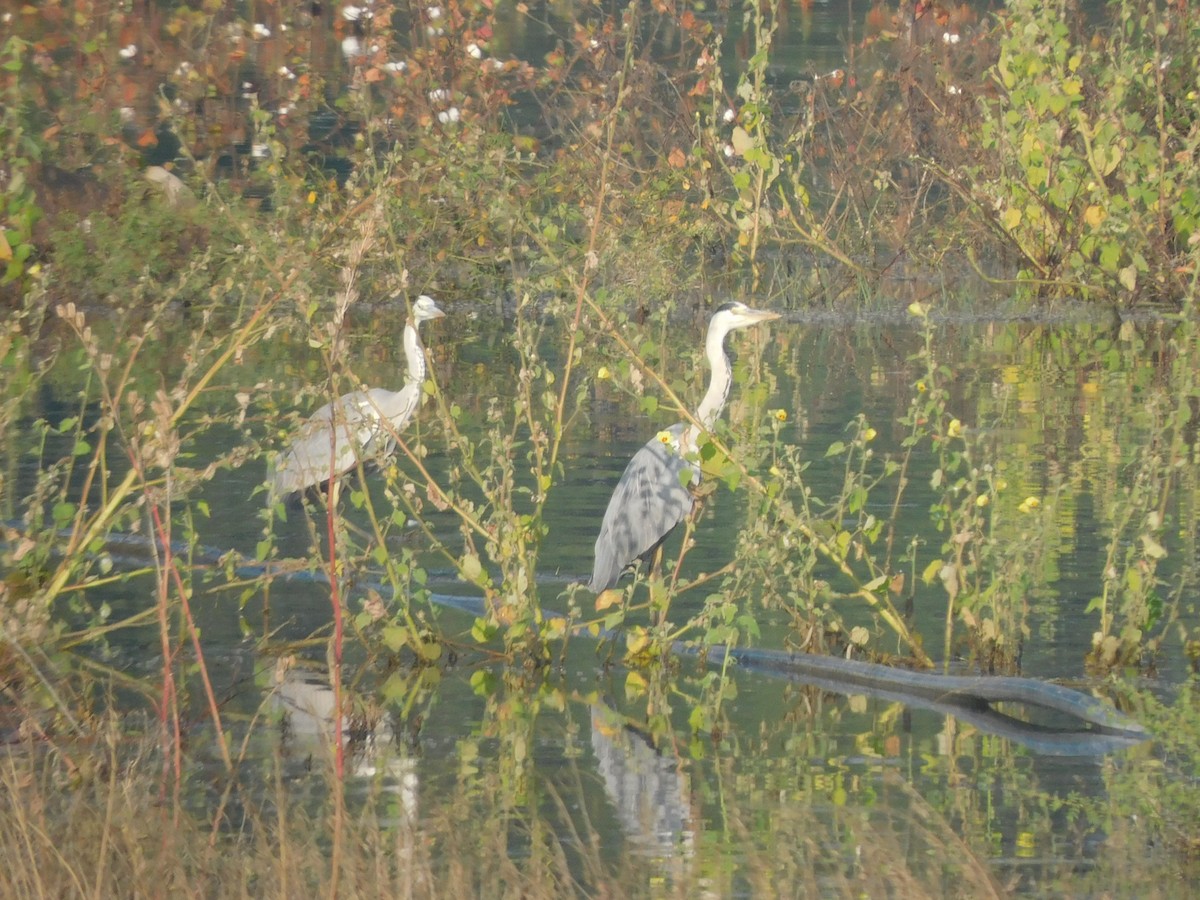 Gray Heron - ML644921169